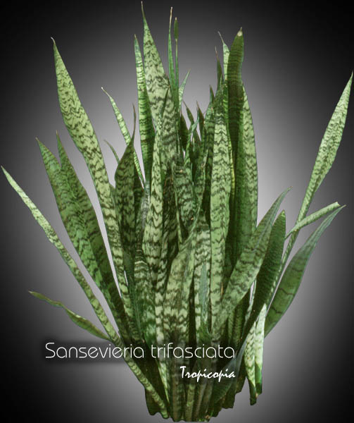 Sansevieria - Sansevieria trifasciata - Snake plant